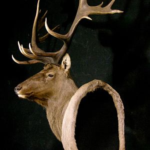 Tian Shan Wapiti / Asian Elk shoulder Mount Pedestal Taxidermy