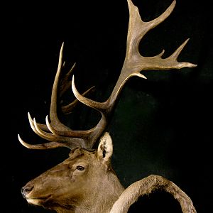 Tian Shan Wapiti / Asian Elk shoulder Mount Pedestal Taxidermy