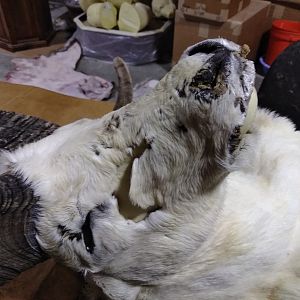 DALL SHEEP Taxidermy MAGIC