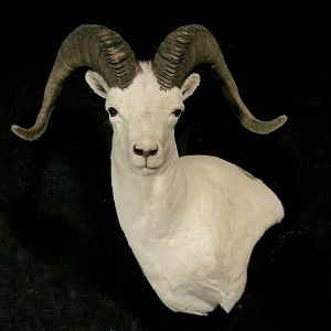 DALL SHEEP Taxidermy MAGIC