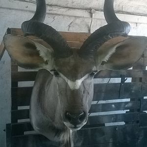 Kudu Shoulder Mount Taxidermy