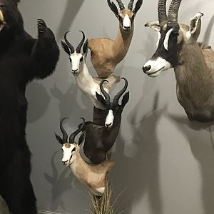 Sprinbuck Slam Taxidermy