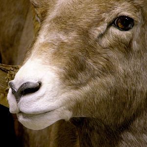 Bighorn Ram Taxidermy Close ups