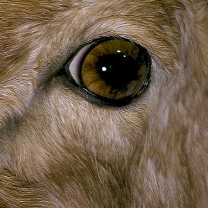 Bighorn Ram Taxidermy Close ups