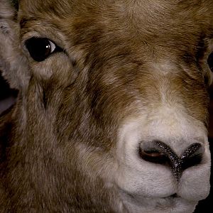 Bighorn Ram Taxidermy Close ups