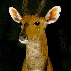 Nile Bushbuck Shoulder Mount Taxidermy