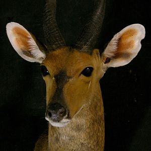 Nile Bushbuck Shoulder Mount Taxidermy