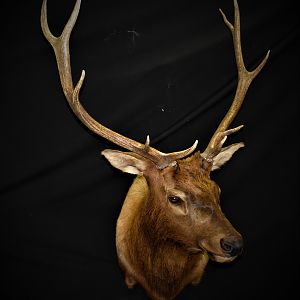 Elk Shoulder Mount Taxidermy