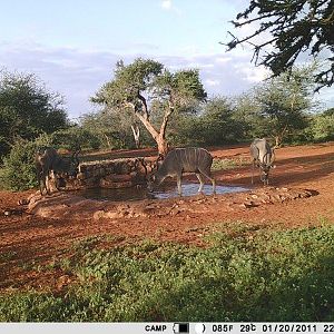 Kudu Trail Cam Pictures South Africa