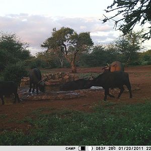 Trail Cam Pictures of Cape Buffalo in South Africa