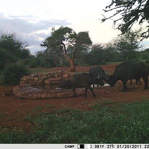 Trail Cam Pictures of Cape Buffalo in South Africa