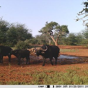 Cape Buffalo Trail Cam Pictures South Africa