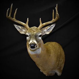 Whitetail Deer Shoulder Mount Taxidermy