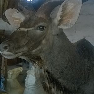 Kudu Shoulder Mount Taxidermy