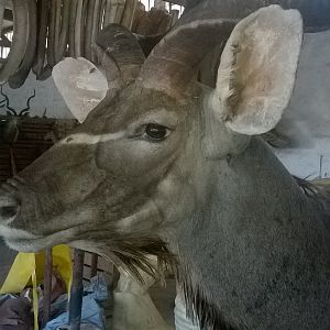 Kudu Shoulder Mount Taxidermy