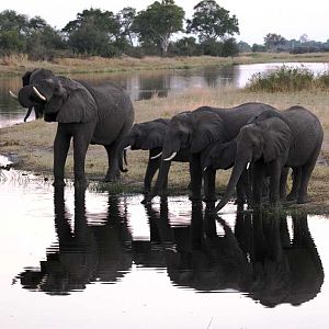 Elephant in the Caprivi Namibia