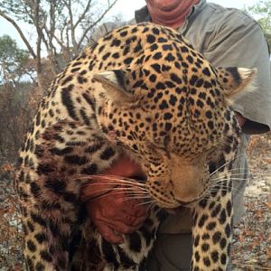 Namibia Hunt Leopard