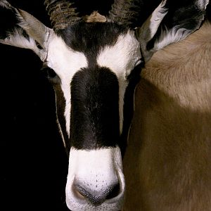 Double Stacked Gemsbok Pedestal Taxidermy