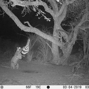 Leopard Trail Cam Pictures South Africa