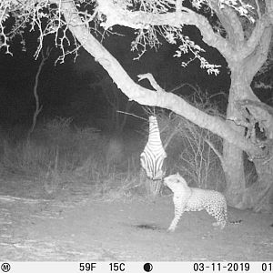 South Africa Trail Cam Pictures Leopard