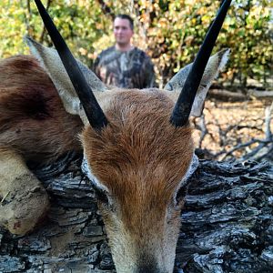 Namibia Hunting Steenbok