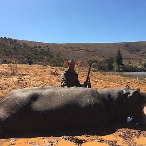 Hippo from South Africa