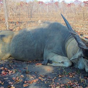 Mozambique Hunting Eland