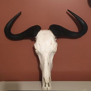 Blue Wildebeest European Skull Mount Taxidermy