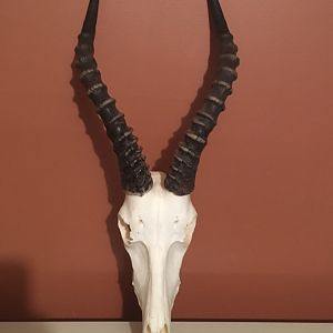 Blesbok European Skull Mount Taxidermy