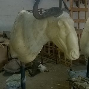 Blue Wildebeest Shoulder Mount Taxidermy Process