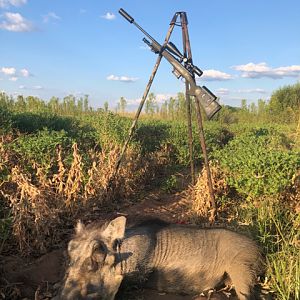 Hunt Warthog in South Africa