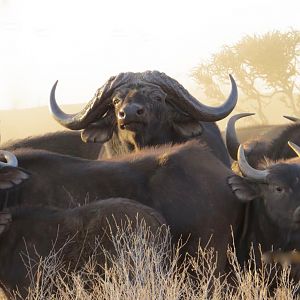 Cape Buffalo Herd South Africa