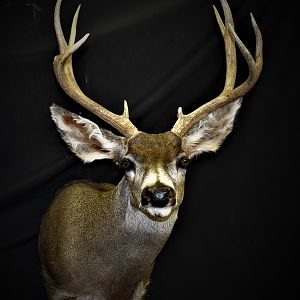 Mule Deer Shoulder Mount Taxidermy