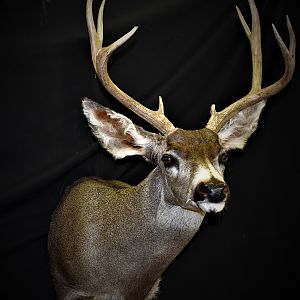 Mule Deer Shoulder Mount Taxidermy