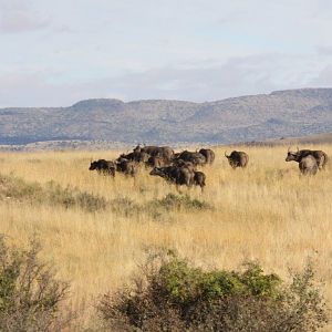 Cape Buffalo Free State South Africa