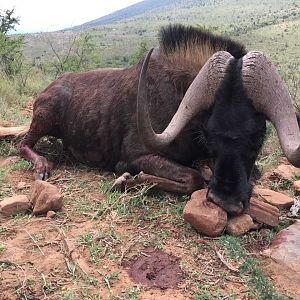 Hunting Black Wildebeest in South Africa