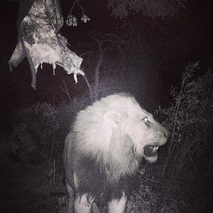 Lion in Mozambique