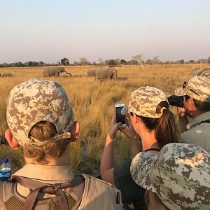 Viewing Elephant Caprivi Namibia