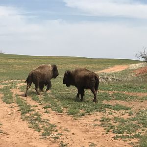 Bison in Texas USA