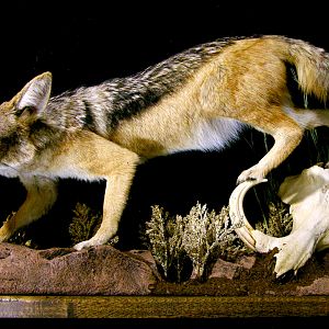 Jackal Full Mount Mount Taxidermy