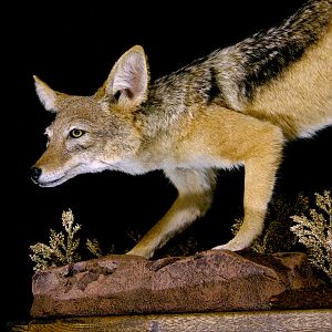 Jackal Full Mount Mount Taxidermy