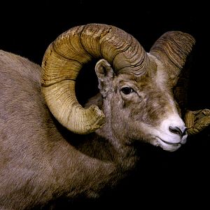 Boone & Crockett Bighorn Sheep Full Taxidermy Mount