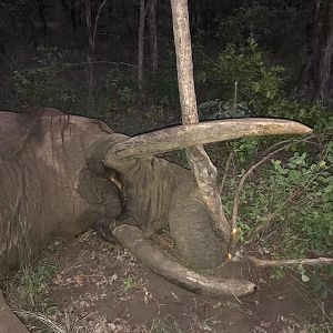 Elephant Hunting Zimbabwe