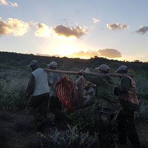 Eland Hunting in South Africa