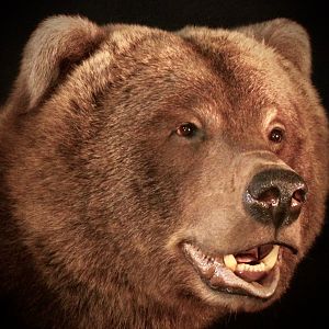 Brown Bear Full Mount Taxidermy