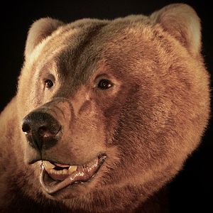 Brown Bear Full Mount Taxidermy