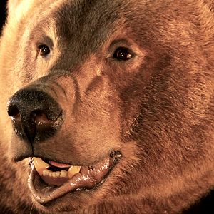 Brown Bear Full Mount Taxidermy