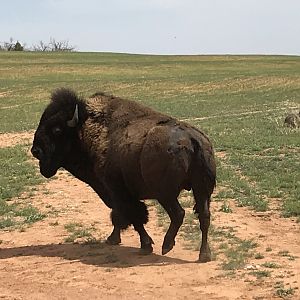 Bison in Texas USA