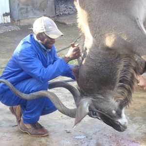 South Africa Hunting Kudu