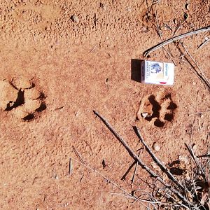 Leopard Tracks